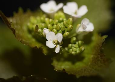 Diplotaxis flower macro