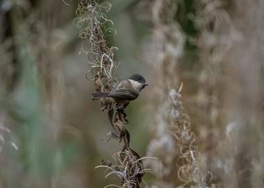 Willow Tit