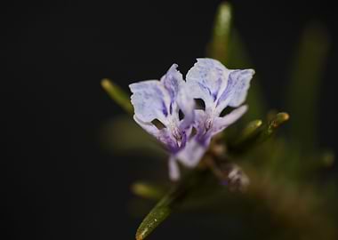 Rosmarinus flower blossom