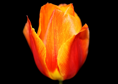 Tulip flower close up