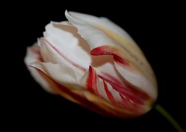 Tulip flower close up