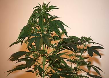 Cannabis indica background