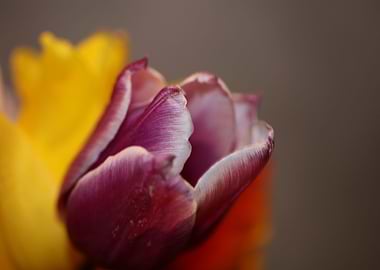 Tulip blossoming close up