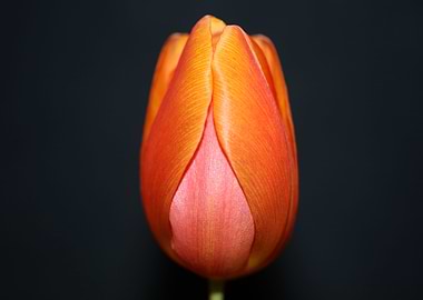 Tulip flower background
