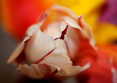 Tulipa flower liliaceae