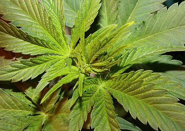 Cannabis indica background