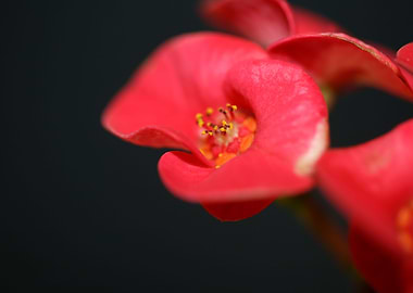 Euphorbia milii flowering