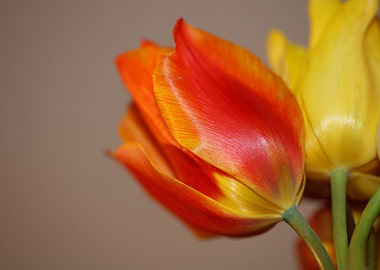 Tulip flower background