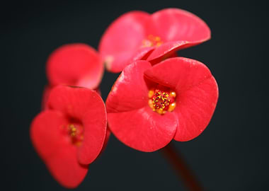 Euphorbia milii close up