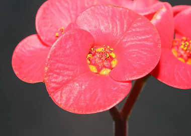 Euphorbia milii flowering