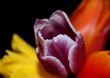 Tulipa flower background