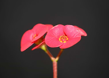 Euphorbia milii flowering