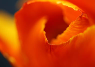 Tulip blossoming close up