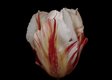 Tulipa flower metal poster