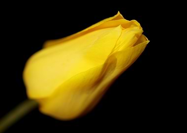 Tulipa flower metal poster