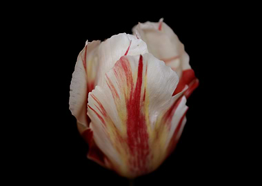 Tulipa flower metal poster