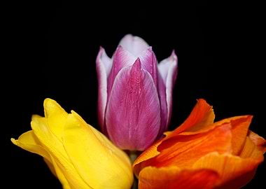 Tulip flower close up