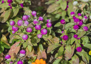 flower purple green plant
