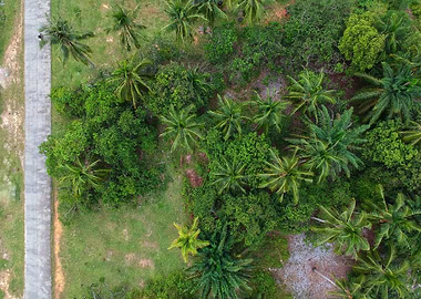 up plant flower green tree