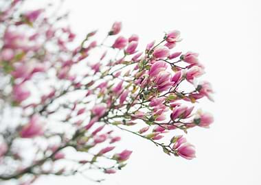 Pink and White Magnolia Bl