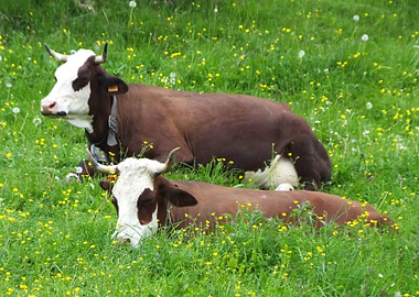 Cow