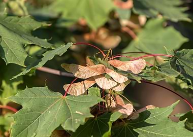 maple tree with seeds