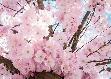 Cherry blossom Sakura tree