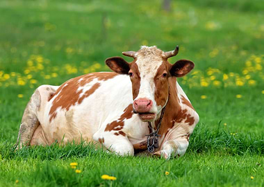 Cow