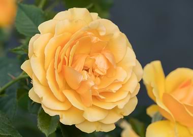 yellow rose in the garden