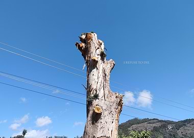 Hope Cannot Be Amputated