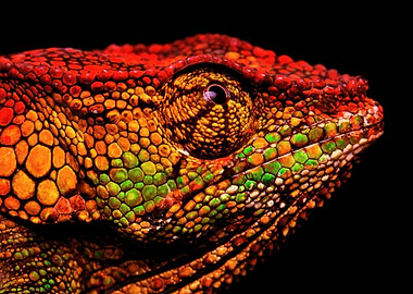 Chameleon profile