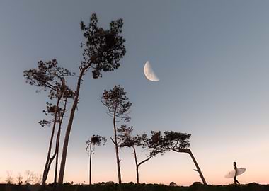moon no full night tree