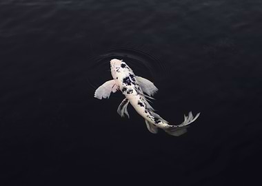 Black and white Koi Fish