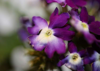 Verbena flower background
