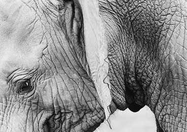 Black and White Elephant