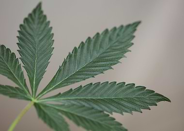 Cannabis plant leaf macro