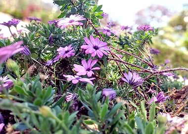 Purple Daisies World