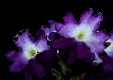 Verbena hybrid flowering