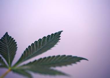 Lemon haze marihuana leaf