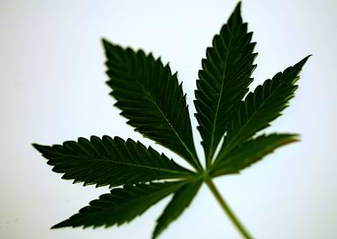 Lemon haze marihuana leaf