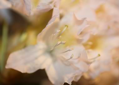 Rhododendron flower macro