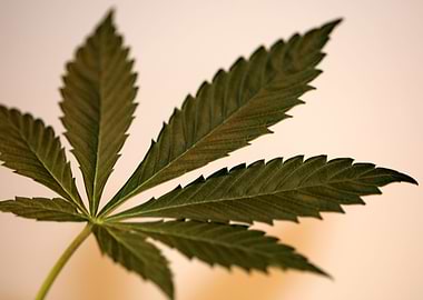 Cannabis plant leaf macro