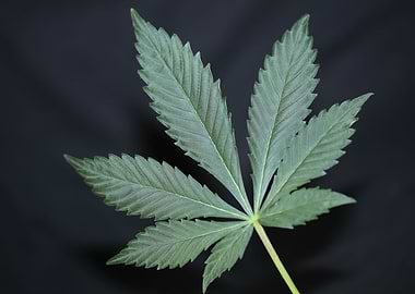 Cannabis plant leaf macro
