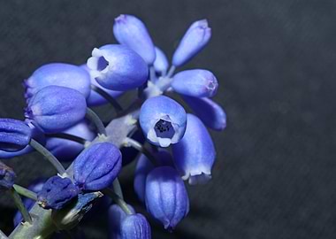 Blue Muscari flower macro