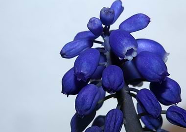 Blue Muscari flower macro