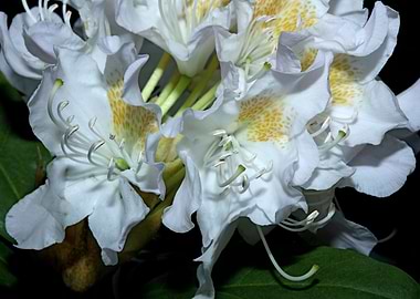 Rhododendron flowering