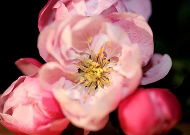 Prunus serrulata close up
