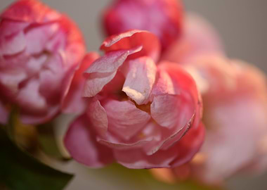 Pink cherry flower macro