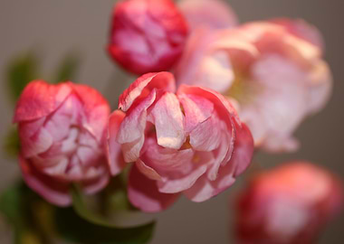 Prunus serrulata Rosaceae