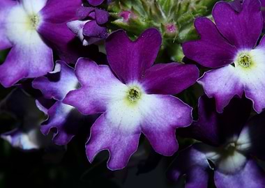 Verbena flower background